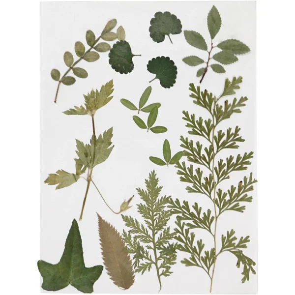 Torkade blommor och blad - Produktbild - Överblick
